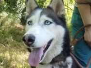 Hundedame AKIRA - Gefrees