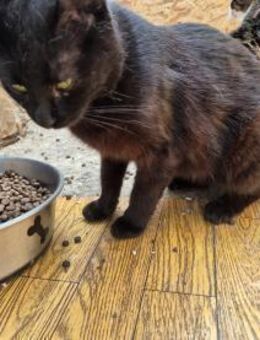 Gilbert 🐈 ❤️ - Rambin