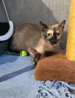 Kitty - junge Siam-Mix-Katze sucht Dich - Walluf