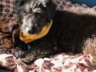 Aussiedoodle Welpen (jetzt Abgabebereit) - Langenbach (Rheinland-Pfalz)