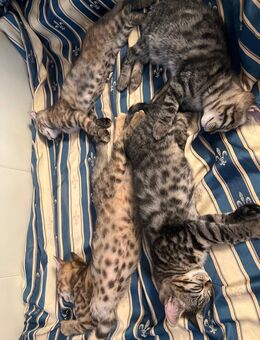 Bengalkatzen - Wiesbaden
