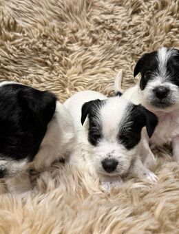 Malteser x Jack Russell Welpen - Gronau (Westfalen) Zentrum