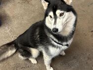 Husky Hündin Luna - Bramsche