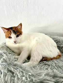 Ruhiges Zuhause für Kätzin Mia gesucht - Bad Camberg