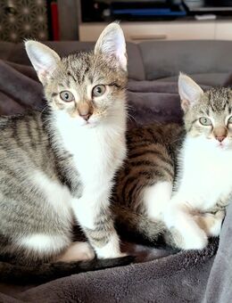 Kitten / Babykatzen dürfen ausziehen - Wiesloch