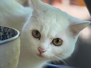 Geschwister suchen gemeinsam Zuhause - Hattingen