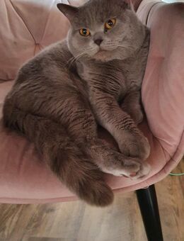 Bkh deckkater lilac - Worms