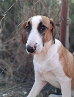 Zuhause gesucht für Ivy - Miesbach