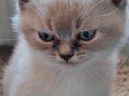 Britisch Kurzhaar Blue Point Kitten abzugeben - Sonnenstein