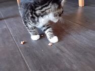 Süße kleine Katzen - Bremervörde