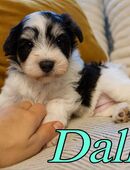 Zwergschnauzer Welpen in 96515