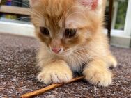 Babykatze Kater Kitten - Nachrodt-Wiblingwerde