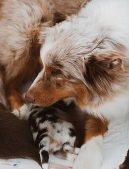 Mini Australian Shepherd Welpe - Rühen