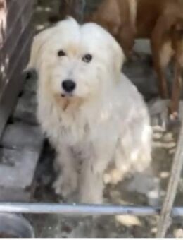 Dorle 54 cm - Alpenrod