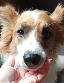 CHERIE - sucht warmes Körbchen - Augsburg