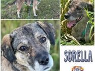 SORELLA * zauberhafte Hundedame - Duisburg