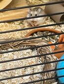 Zwerghamster+ käfig und all dem Zubehör sowie streu und Futter. in 77694