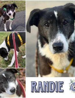 RANDIE * genügsam und ruhig - Duisburg