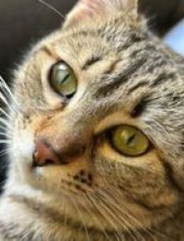 Pantufla; verspielt und schmusig - Geilenkirchen