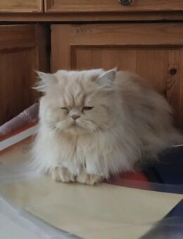 Ich suche einen 12 Wochen alten schwarzen Kater - Krefeld