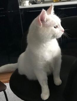 BKH-Einzelprinzessin sucht Kuschelplatz - Esslingen (Neckar)