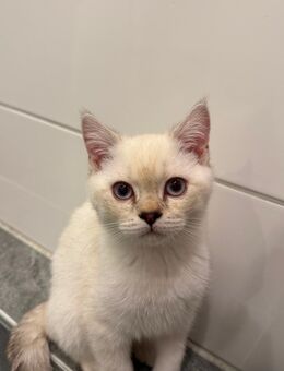 Kater - Riedstadt Riedstadt