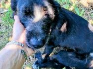 Camille-auf der Suche nach ihrem Glück - Oberhausen