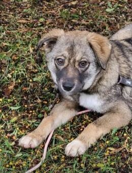 Lilly ❤️sucht Dich - Kalkar