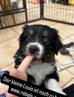 Australian Shepherd Welpen ASCA Papiere - Hamburg