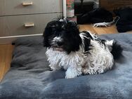 Malteser Havanese Welpen - Flörsheim-Dalsheim