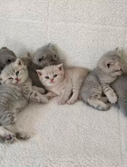 Süße BKH Kitten abzugeben - Köln