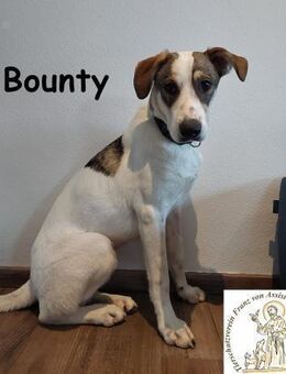 Bounty wird mutig und entdeckt die Welt - Kissing