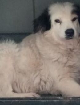 Soralie träumt von einem Happy End - Steinhagen (Nordrhein-Westfalen)