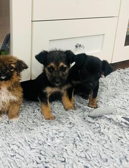 mix welpe - Steinhagen (Nordrhein-Westfalen)