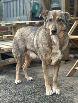 KOLOVOS möchte endlich glücklich werden - Aerzen