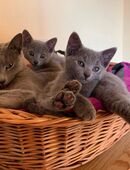 Traumhafte Russisch Blau Kitten mit Stammbaum - gesund, sozialisiert, bereit fürs neue Zuhause in 32469
