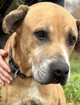 Doggen-Mix NICOLAS sucht ein Zuhause - Sehnde