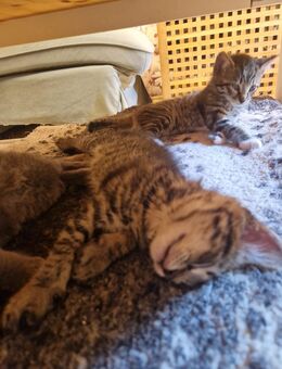 2 kitten suchen noch ein Zuhause - Gauersheim