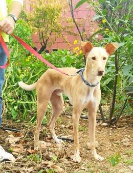 AIDEN mit viel Herz sucht ein Zuhause! - Geilenkirchen