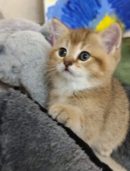 BKH Kitten Gold Schade und Silber Weiß - Frankfurt (Main)