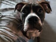 Boxer ,Old Englisch Bulldogg Mix, kein Listenhund! - Fürth
