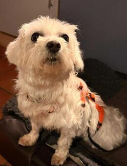 Britta, ein kleiner Schatz - Heinsberg