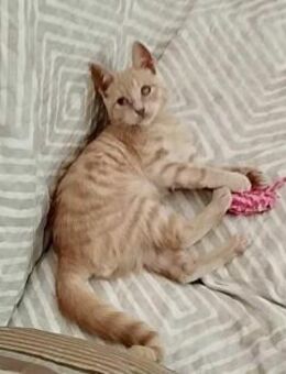 Odie aus dem Tierschutz - Grevenbroich
