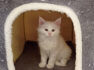 Meine Coon Kitten sucht ein liebevolles Zuhause!!!!! - Babenhausen (Hessen)
