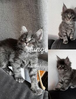 Main Coon Kitten - Königslutter (Elm)