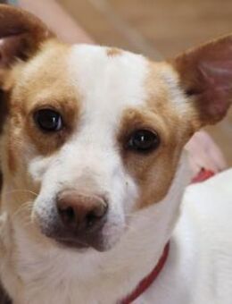 Kevin, verschmust, sozial, offen - Westerholt