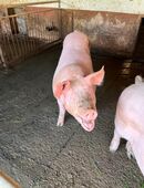 Schweine abzugeben in 99518