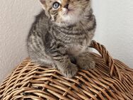 Süße BKH Kitten Tabby Kätzchen - Reutlingen