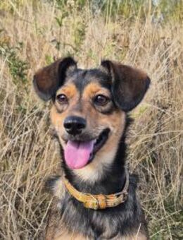 Charly sucht Menschen mit Herz - Kleinostheim