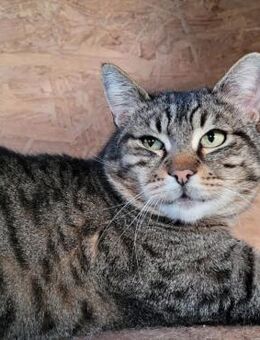 Gizmo - charismatischer Kater - Rambin